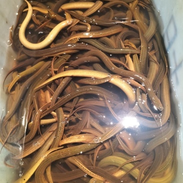 监利黄鳝