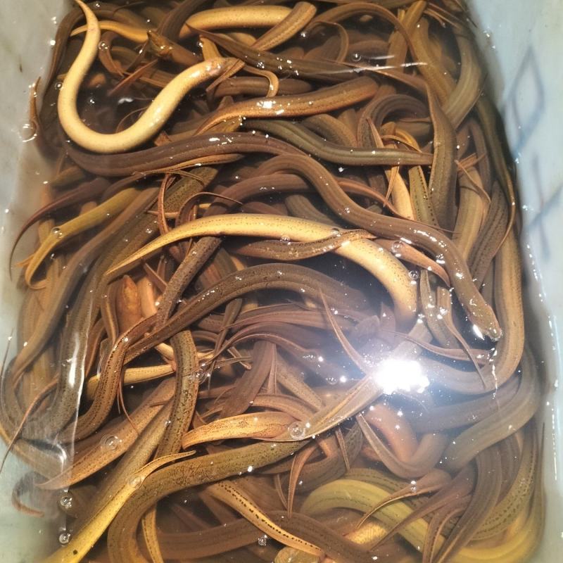 监利黄鳝
