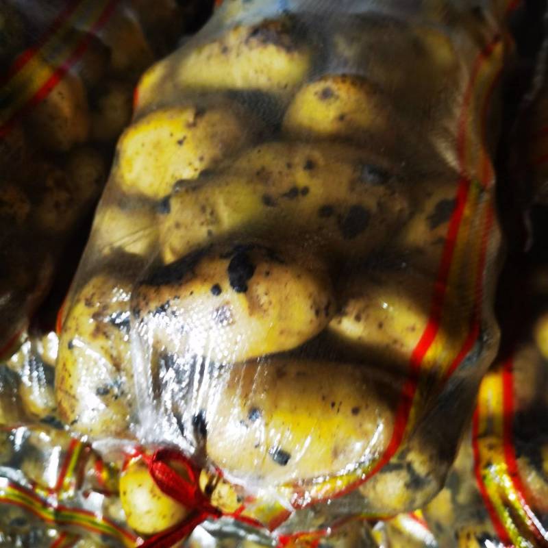 黄金暑，v7，新佳，沃土，精品土豆，一手货源，欢迎来电订