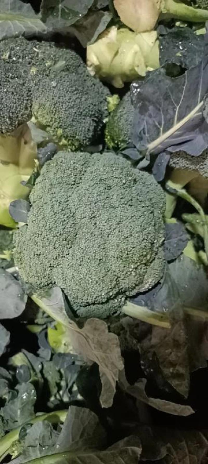 【批发】河北西兰花大量有货，一手货源，品质保障，诚信合作
