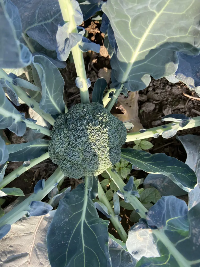 【批发】河北西兰花大量有货，一手货源，品质保障，诚信合作