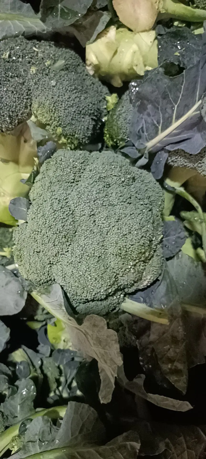 【批发】河北西兰花大量有货，一手货源，品质保障，诚信合作