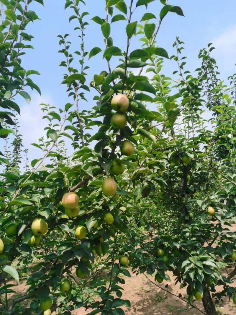 新梨七号《红香酥》电商团购精选商场批发礼盒包装