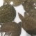 甲鱼