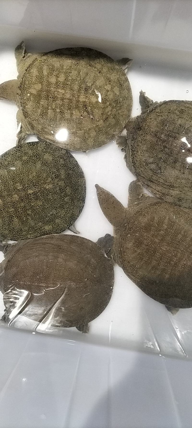 甲鱼