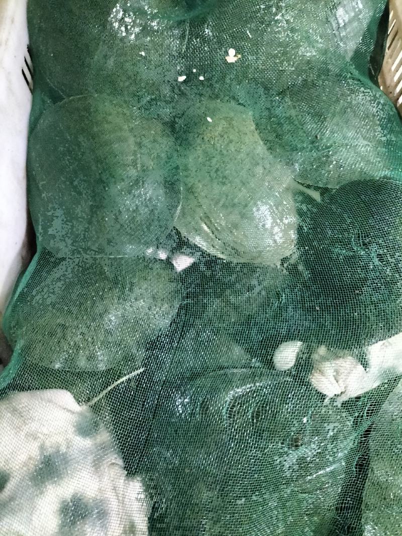 甲鱼