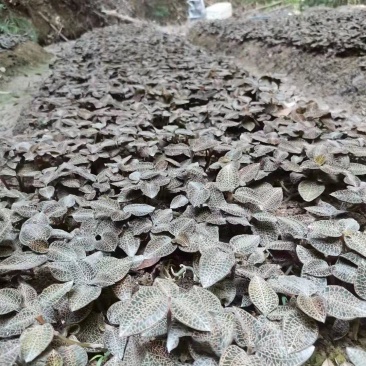 林下种植金线莲鲜品整株鲜品