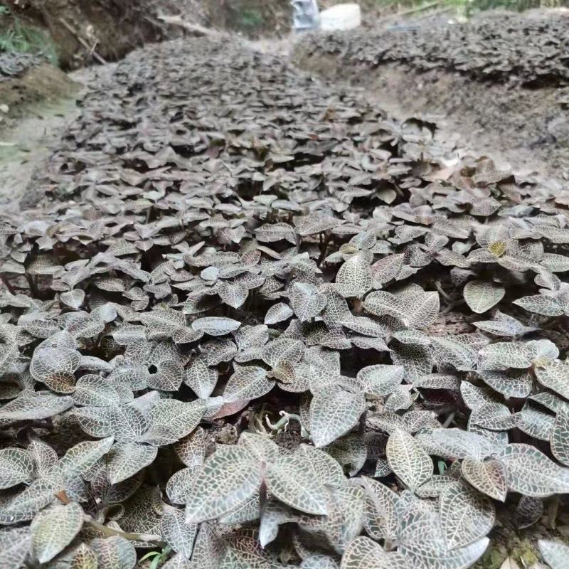 林下种植金线莲鲜品整株鲜品
