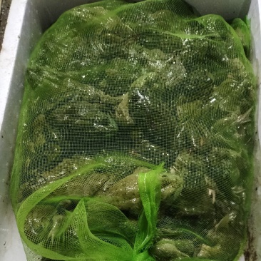 牛蛙