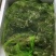牛蛙