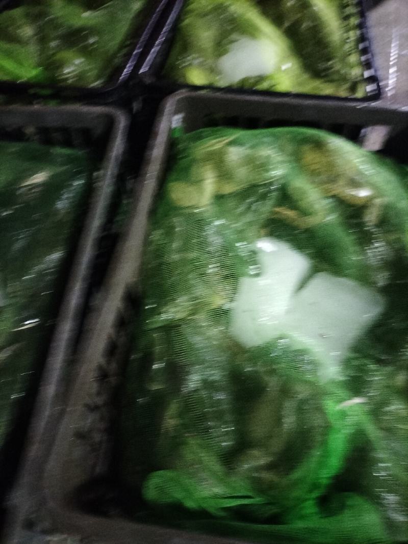 牛蛙