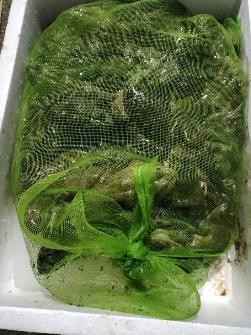 牛蛙
