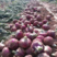河北邯郸红皮洋葱大量上市，5厘米起步，基地直发