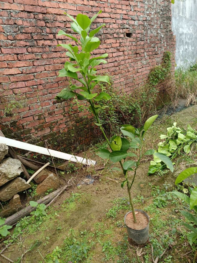 暹罗红柚红皮柚苗大红袍柚苗嫁接苗种植两年挂果