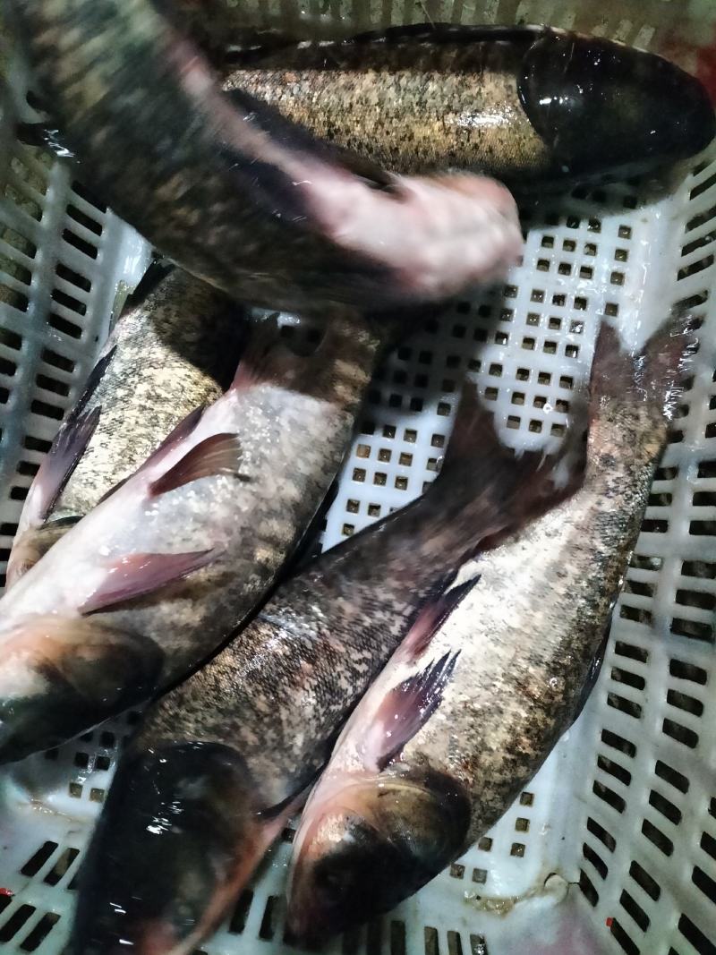 大头鱼