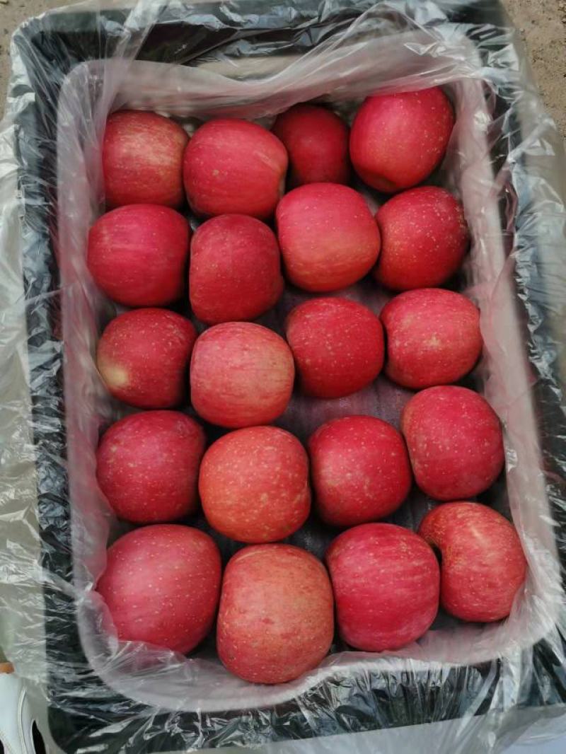 富士苹果，河北中秋王，富士苹果品种齐全，欢迎新老顾客进店