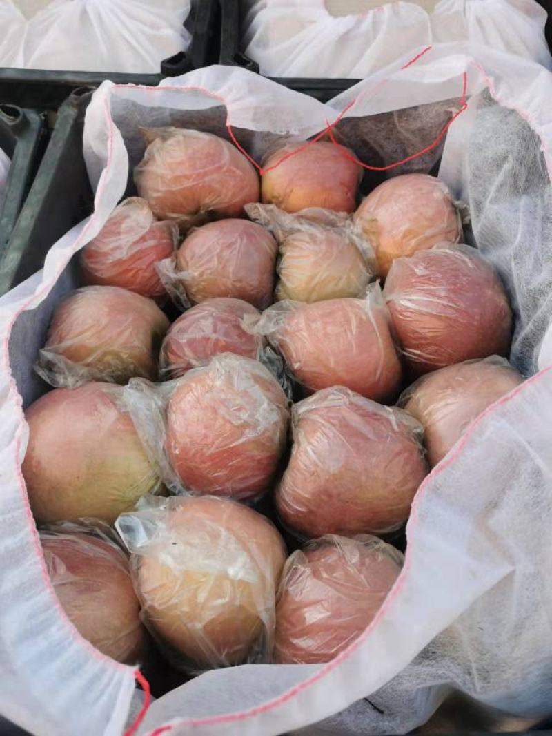 富士苹果，河北中秋王，富士苹果品种齐全，欢迎新老顾客进店