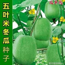 【热卖中】五叶米小冬瓜种子小冬瓜小节冬瓜种子蔬菜种子