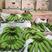 菲律宾进口香蕉！供应各大品牌商超！电商，