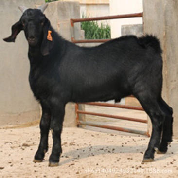精品努比亚大体型大耳朵模特羊，血统纯正，能长300多斤