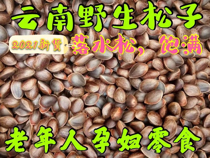 落水松子，无空壳，饱满需要老板联系我大量供应