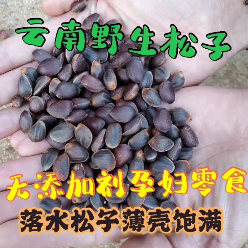 落水松子，无空壳，饱满需要老板联系我大量供应