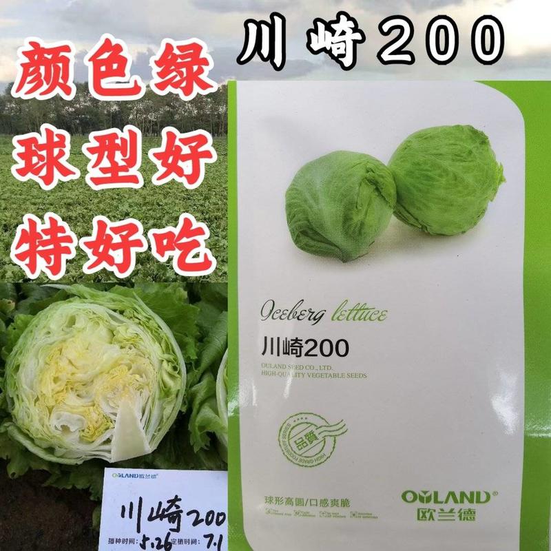 高品质！川崎200结球生菜种子圆球型颜色绿鲜食好吃基地