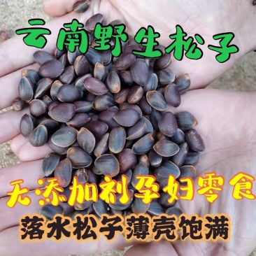 野生松子，饱满，无空壳，落水松