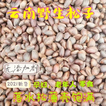 落水松子，大量供应，质量保证