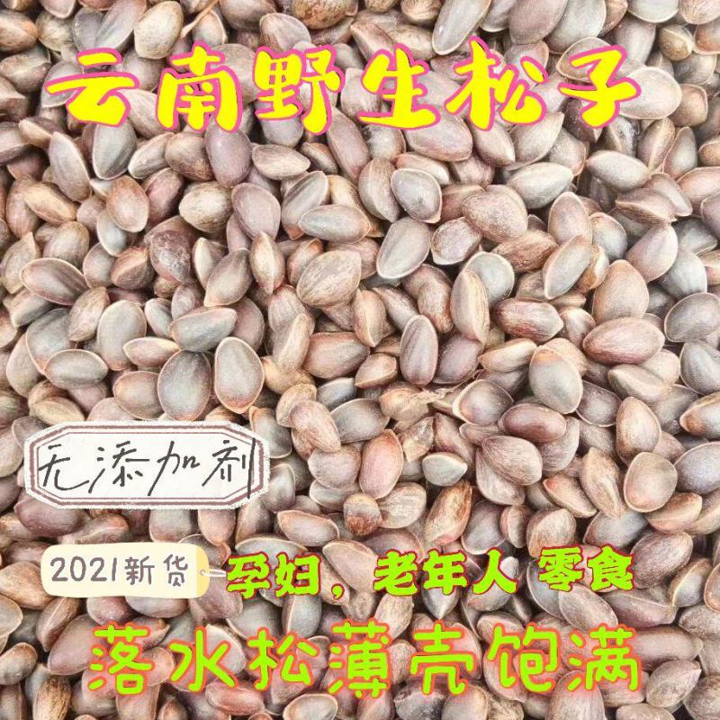 落水松子，大量供应，质量保证