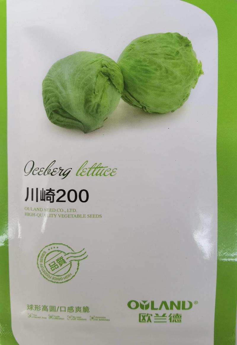 高品质！川崎200结球生菜种子圆球型颜色绿鲜食好吃基地