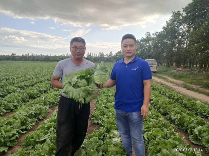 高品质！川崎200结球生菜种子圆球型颜色绿鲜食好吃基地