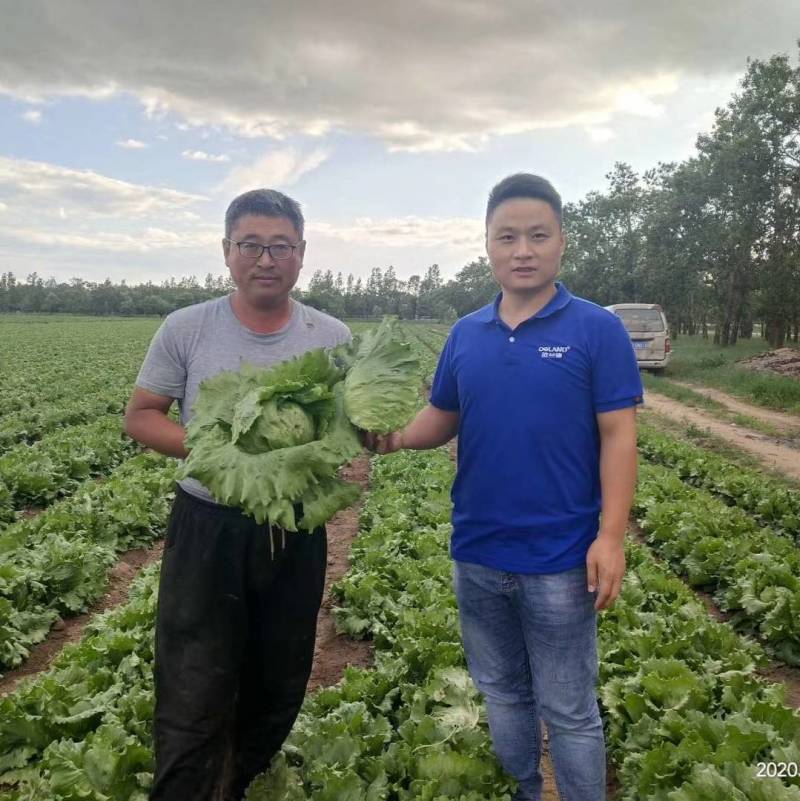 高品质！川崎200结球生菜种子圆球型颜色绿鲜食好吃基地