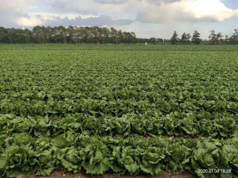高品质！川崎200结球生菜种子圆球型颜色绿鲜食好吃基地