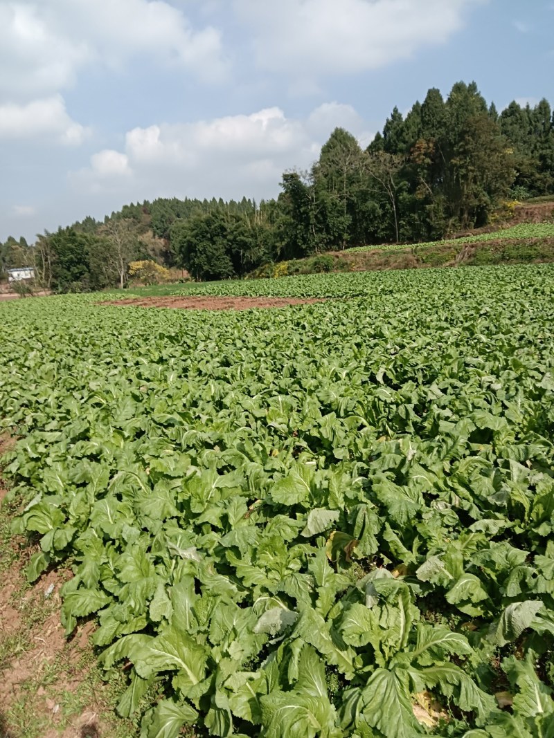 儿菜(基地自产自销)