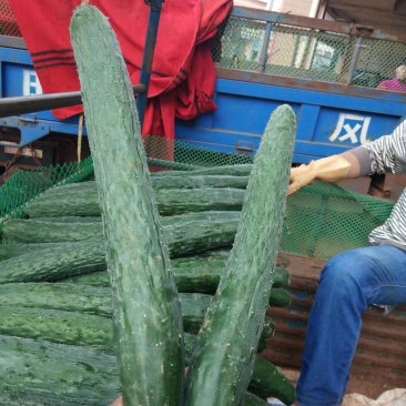 黄瓜青瓜产地一手货源冬春季节上市诚信经营