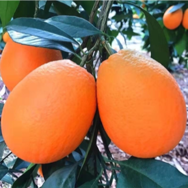 橙子脐橙长虹脐橙口感细嫩枝头个大易化渣