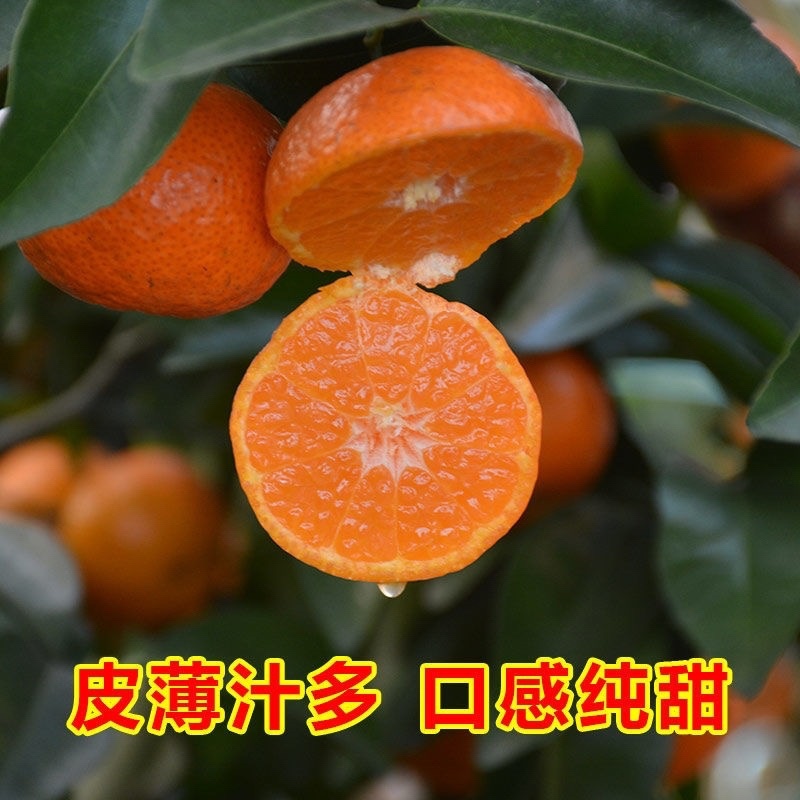 砂糖橘橘子沙糖桔薄皮甜橘子应季水果甘甜多汁随行就市