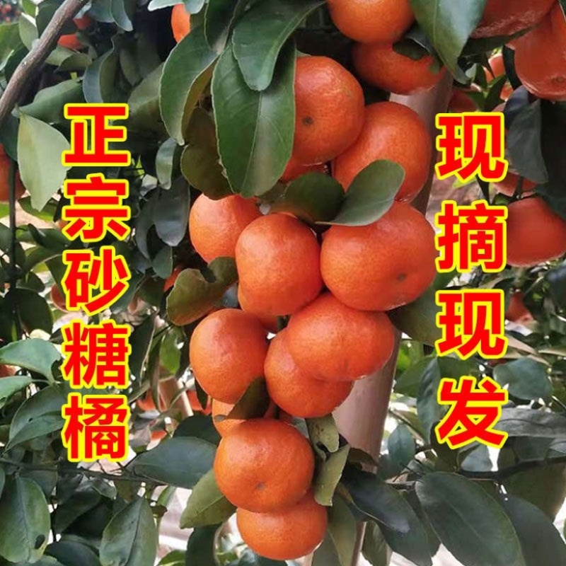 砂糖橘橘子沙糖桔薄皮甜橘子应季水果甘甜多汁随行就市