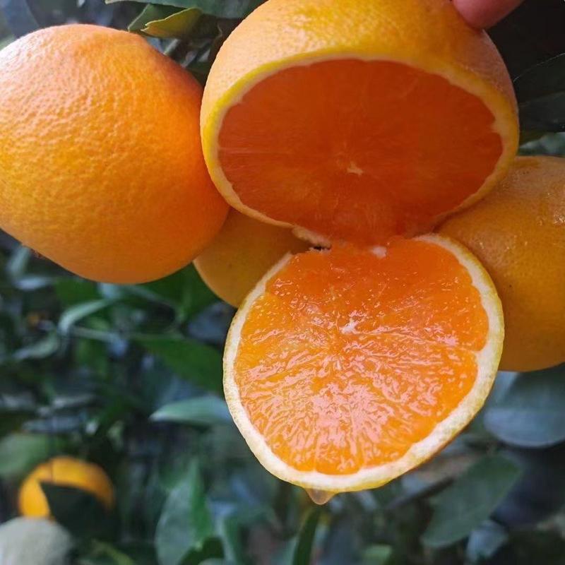 九月红果冻橙纯甜爆汁细腻化渣一手货源对接批发商超