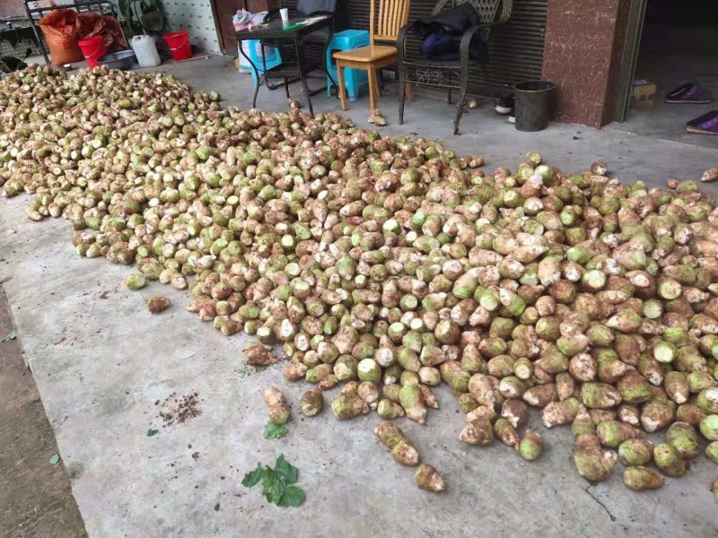 大头菜、日本光头芥菜头、千亩基地大量出货中