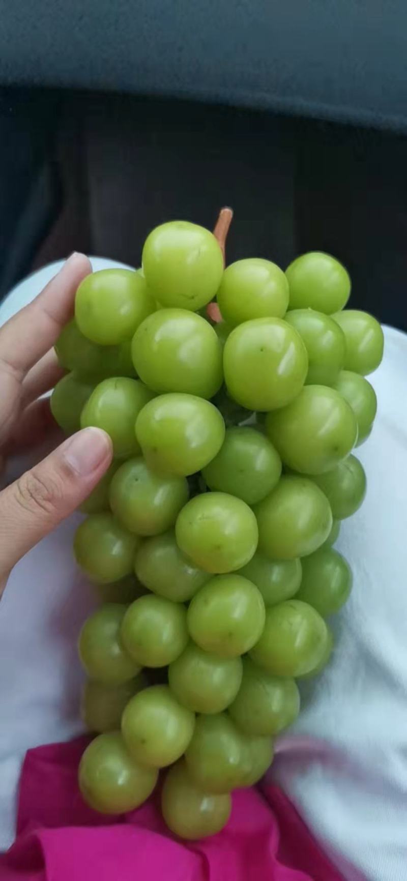 葡萄，阳光玫瑰葡萄大量上市，欢迎各地老板前来选购