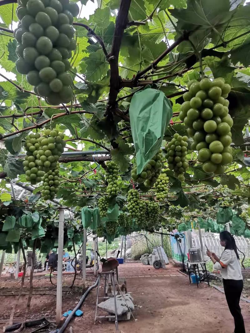 葡萄，阳光玫瑰葡萄大量上市，欢迎各地老板前来选购
