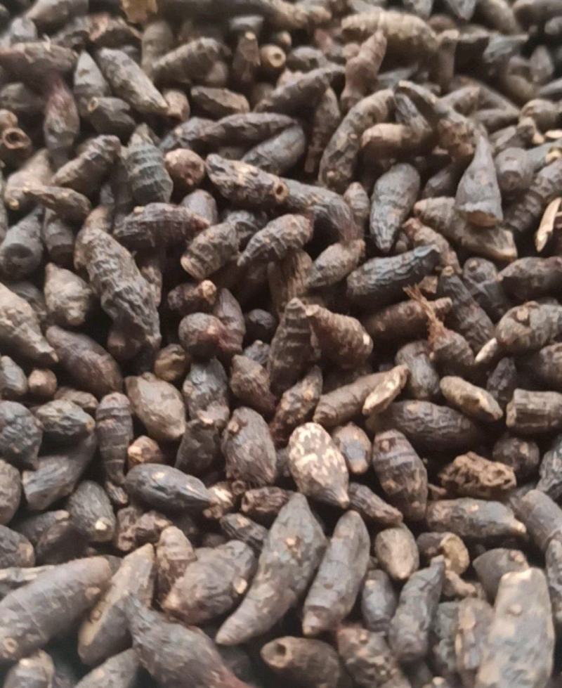 香附各种规格香附中药材批发香附产地直销质量保证