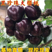 黑珍珠樱桃苗矮化苗乔化苗大量供应抗寒品种南北方可种植