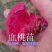 全红蜜桃苗迎秋蜜桃苗秋彤包纯正死苗补发技术指导