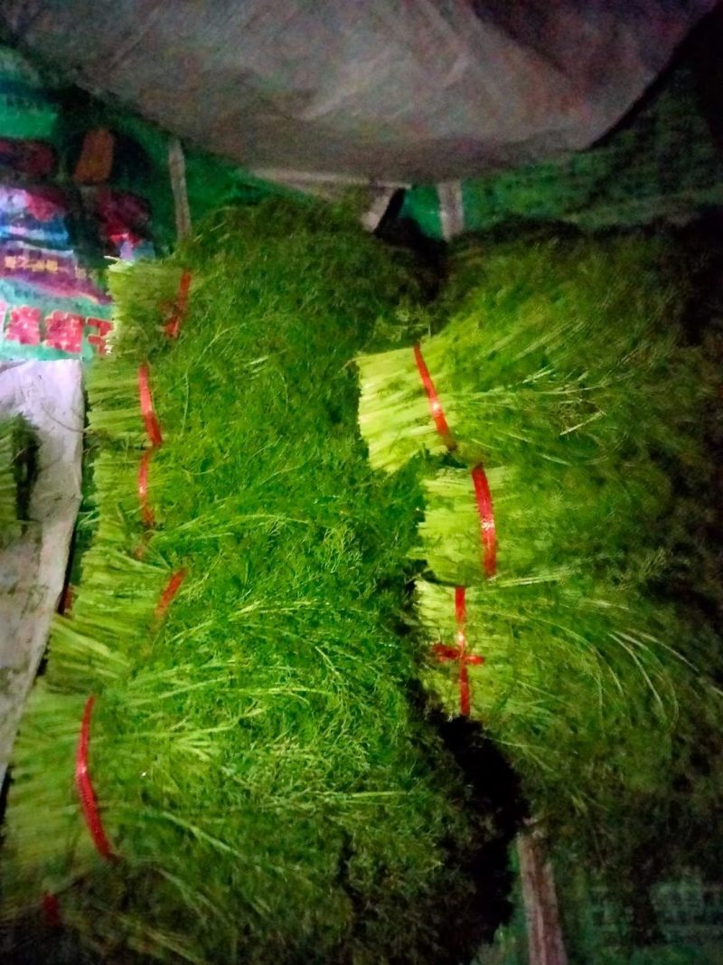 茴香苗大棚种植，产地直供割，拨都行。欢迎来电，面积大