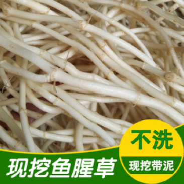 节节根/鱼腥草