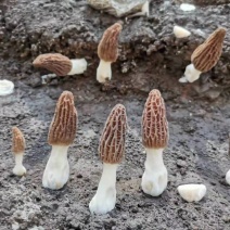 羊肚菌鲜货基地直发