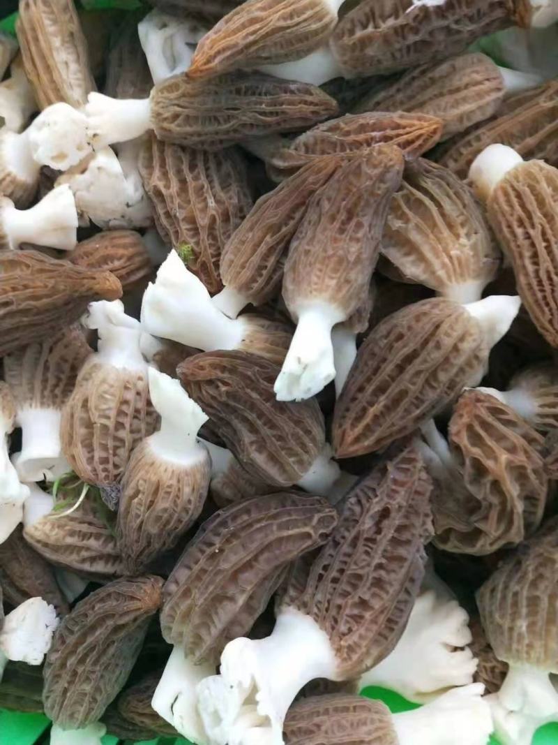 羊肚菌鲜货基地直发